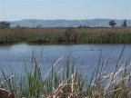 Wetlands and Marsh at Huichica Creek Unit: 640x480